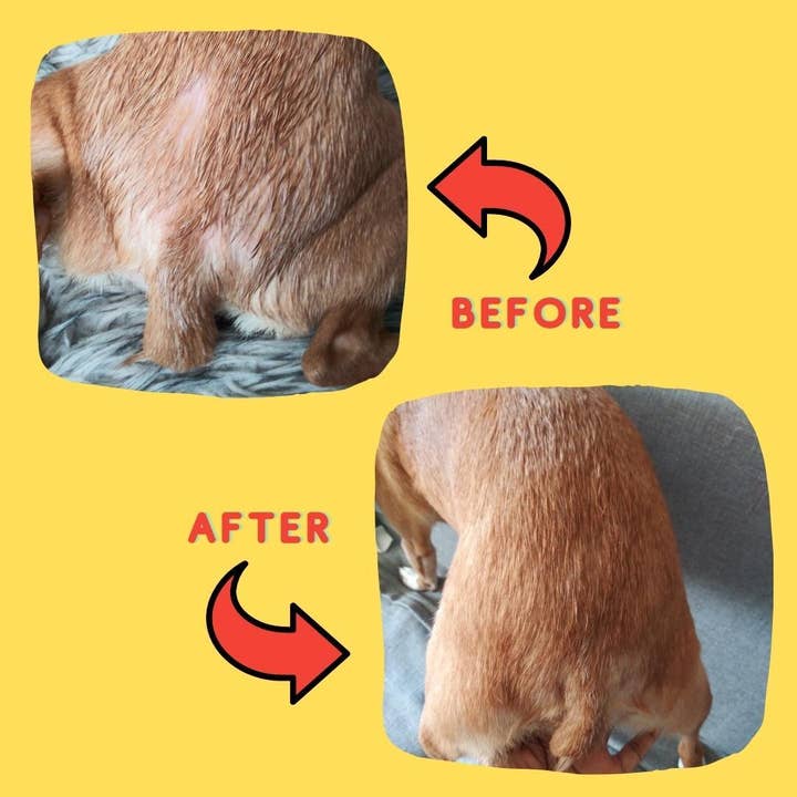 Simply Sage Dog Treats, LLC - Wholesale Pet Shampoo - Dog - White Label Pet Bath Infusion, Unscented Paw and Body Soak6