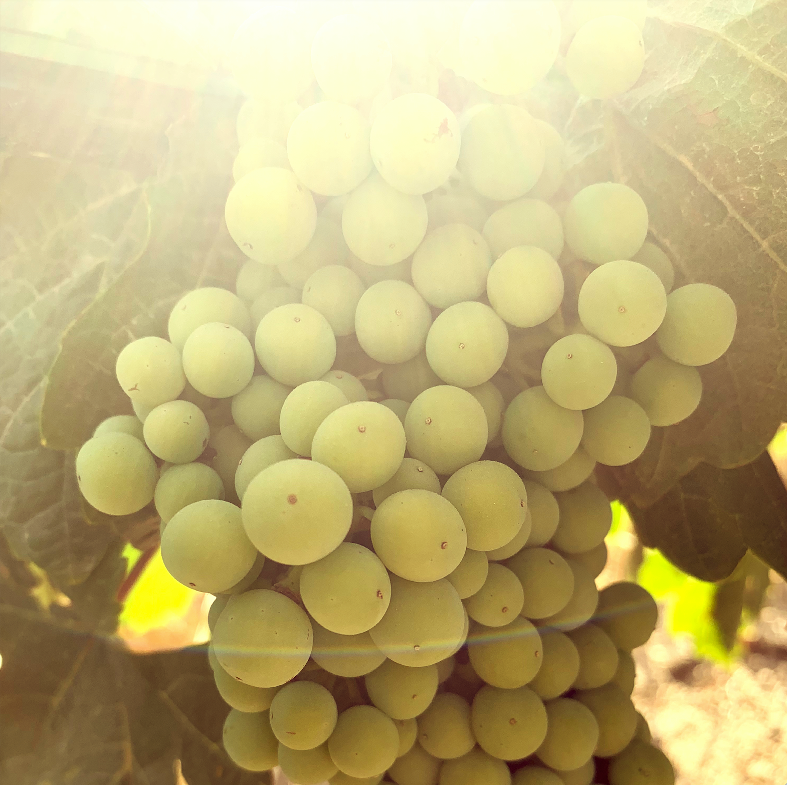 ODE - Wholesale Vermouth/Aperitif - ODE – Bright Lemon7