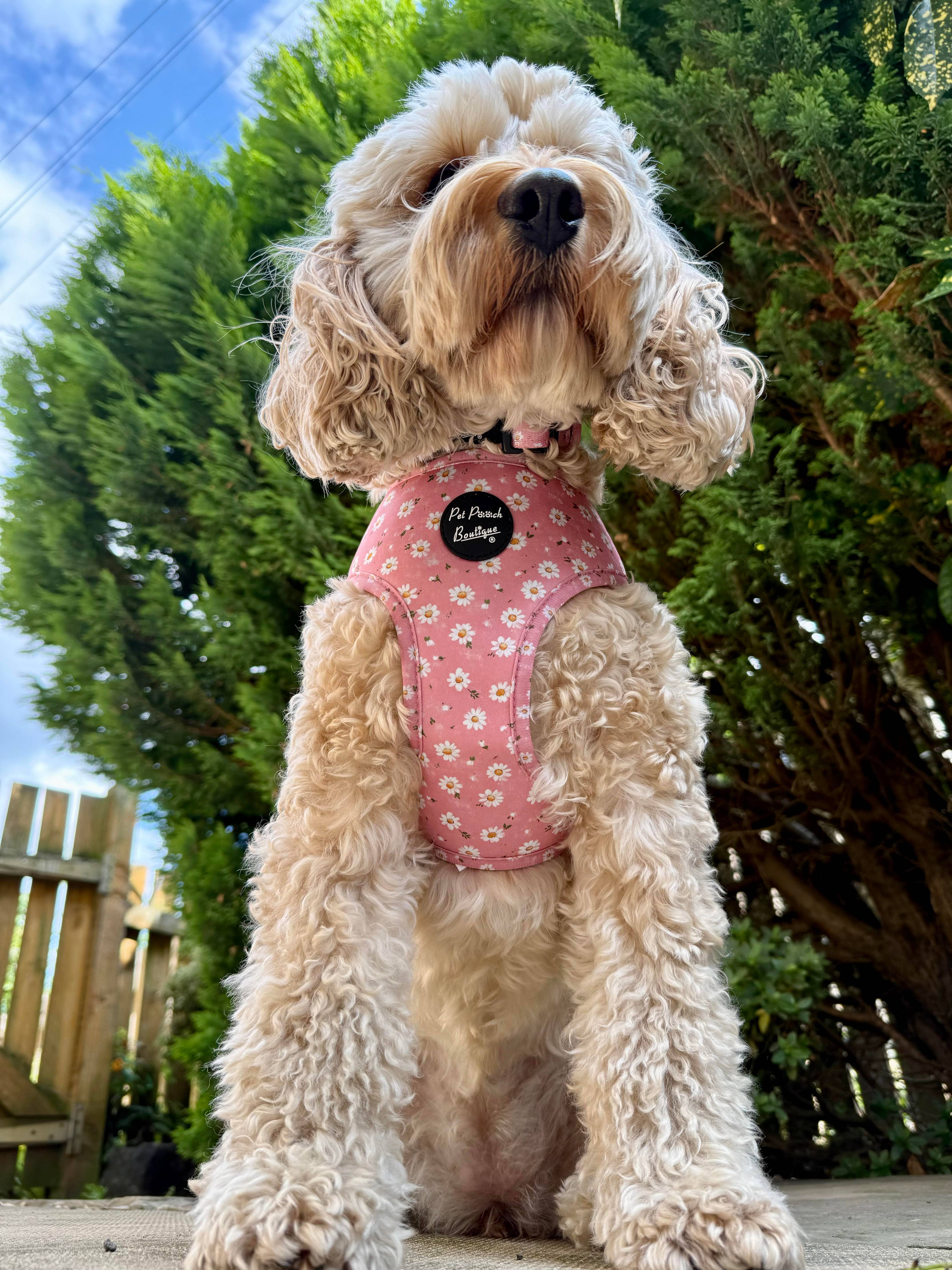Pet Pooch Boutique - Wholesale Pet harness – Dog - Dusky Pink Daisies Floral Puppy Dog Harness3