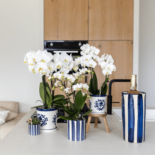 Oasis of Life - Wholesale Live Plant - Plant Set Phalaenopsis Orchid Amabilis White & Succulent Crassula Hobbit – In Blue Painted Stripe Ceramic Pot Ø9cm + Ø6cm – Elegant Houseplant Duo – Mediterranean Decor with a Summery Flair2