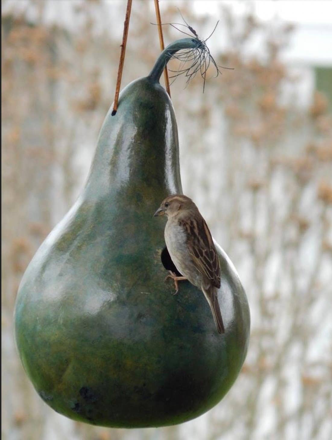 YellowSeventeen - Wholesale Decorative Tabletop Object - 16 Craft Ready Cleaned SPECIALS Gourds Martin House 7 inch4