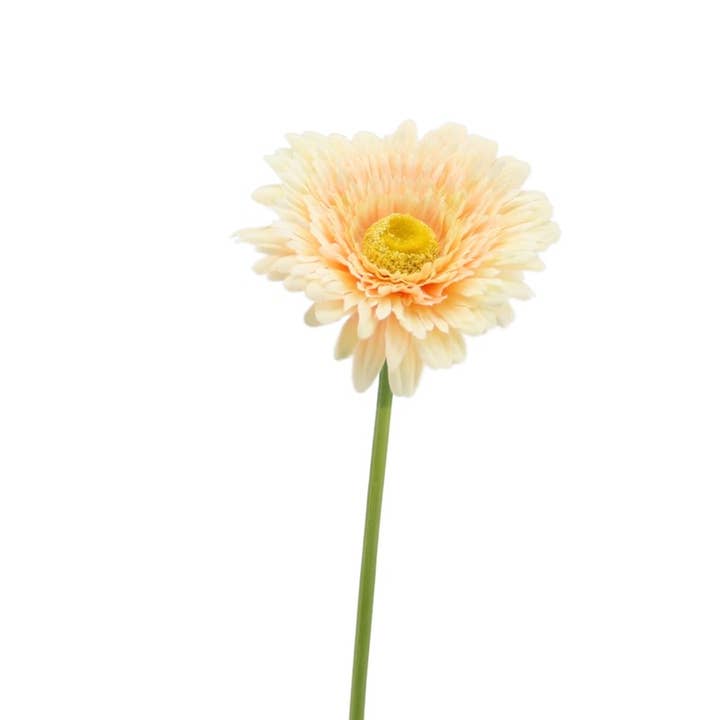 Gerbera 62 cm peach for wholesale by Floratexx