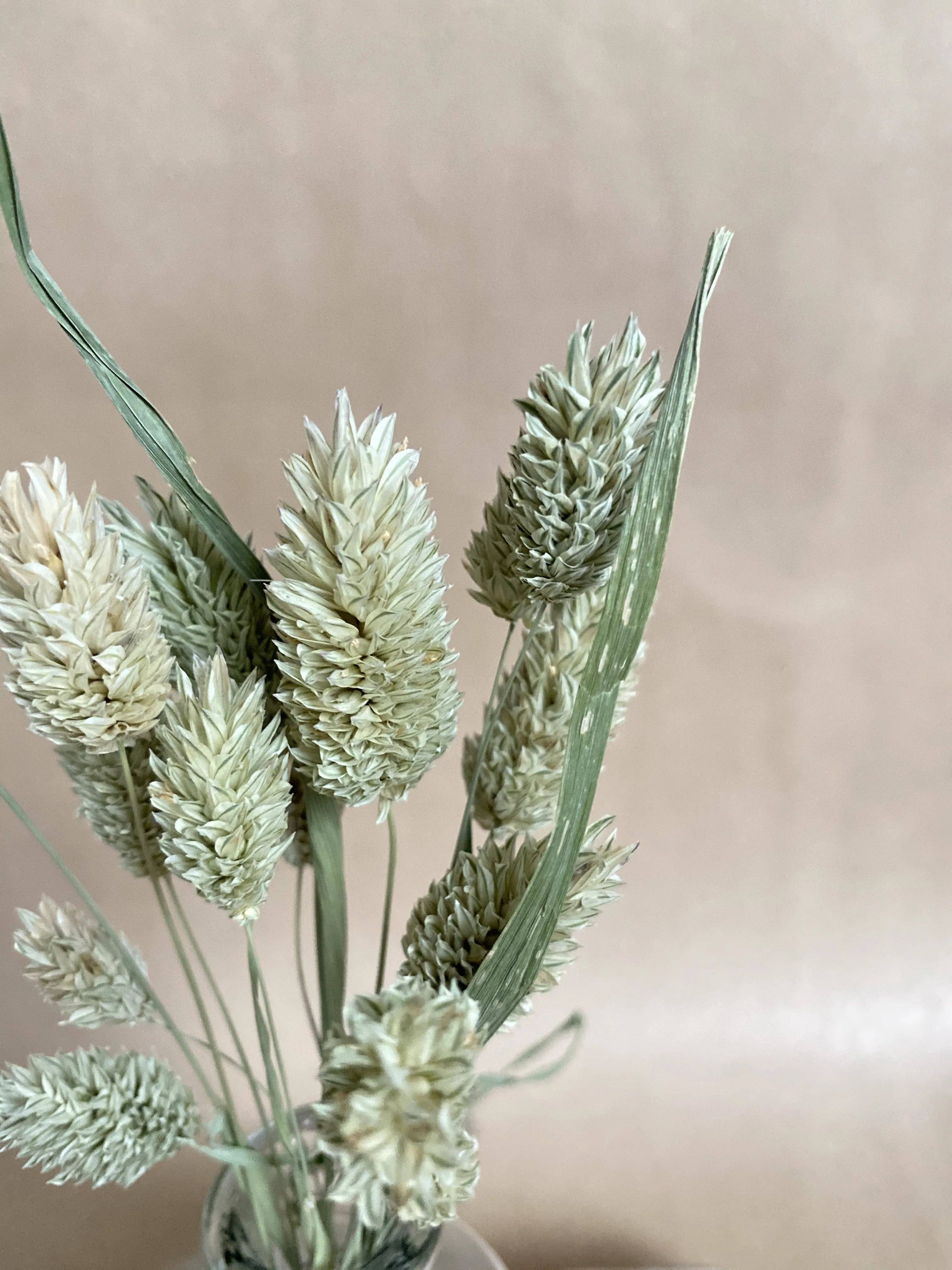 Florir - Wholesale Dried/Pressed Flowers - Green dried flowers, Phalaris3
