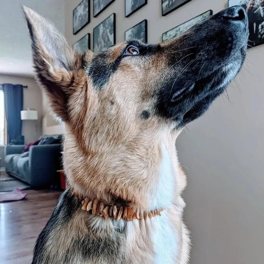 The Natural Amber - Wholesale Pet Collar - Cat/Dog - Cognac & Honey Amber Pet Collars with Leather Strap4