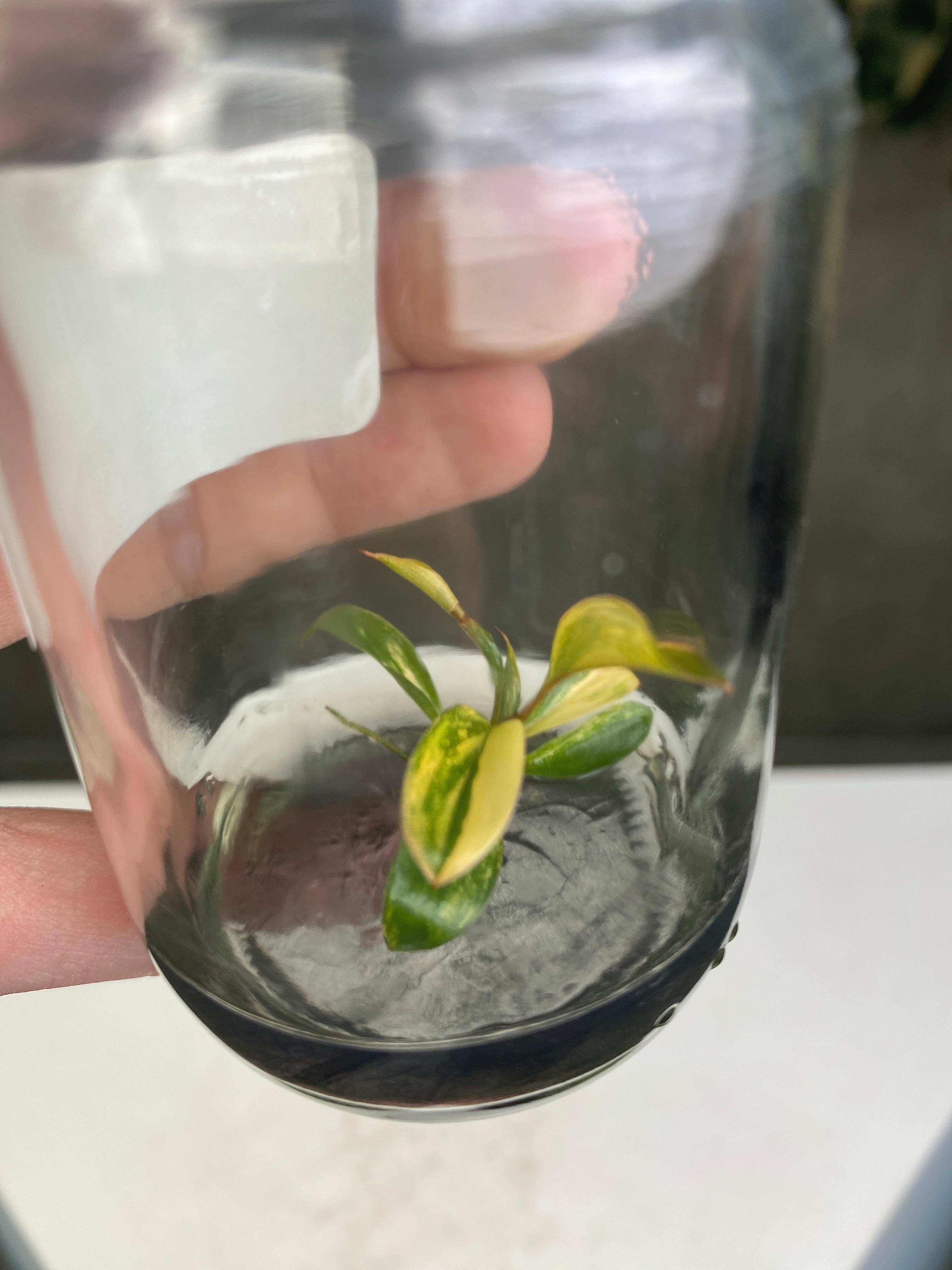 OrchidBox - Wholesale Live Plant - Philodendron "Red Congo" variegated TC plantlet1