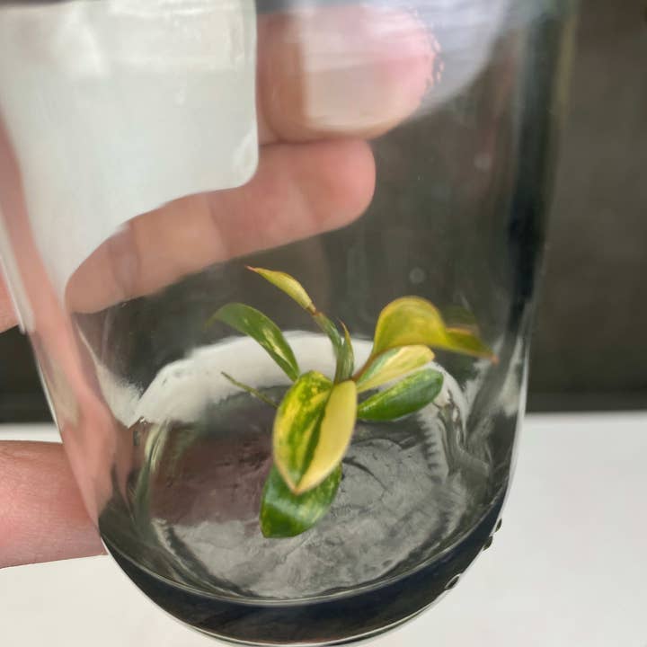 OrchidBox - Wholesale Live Plant - Philodendron "Red Congo" variegated TC plantlet1