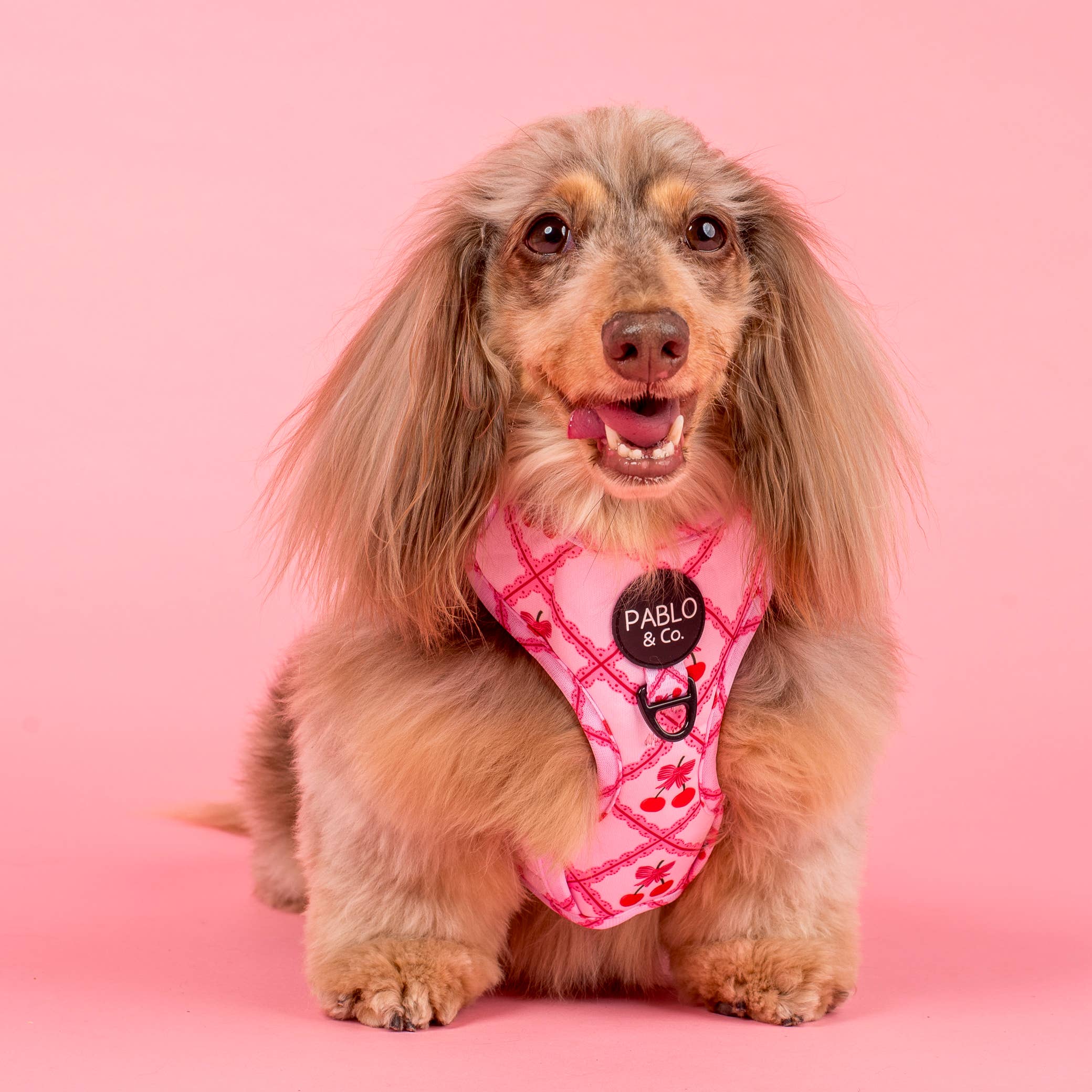 Pablo & Co. Boutique - Wholesale Pet Harness - Dog - Ma chérie: Adjustable Dog Harness3