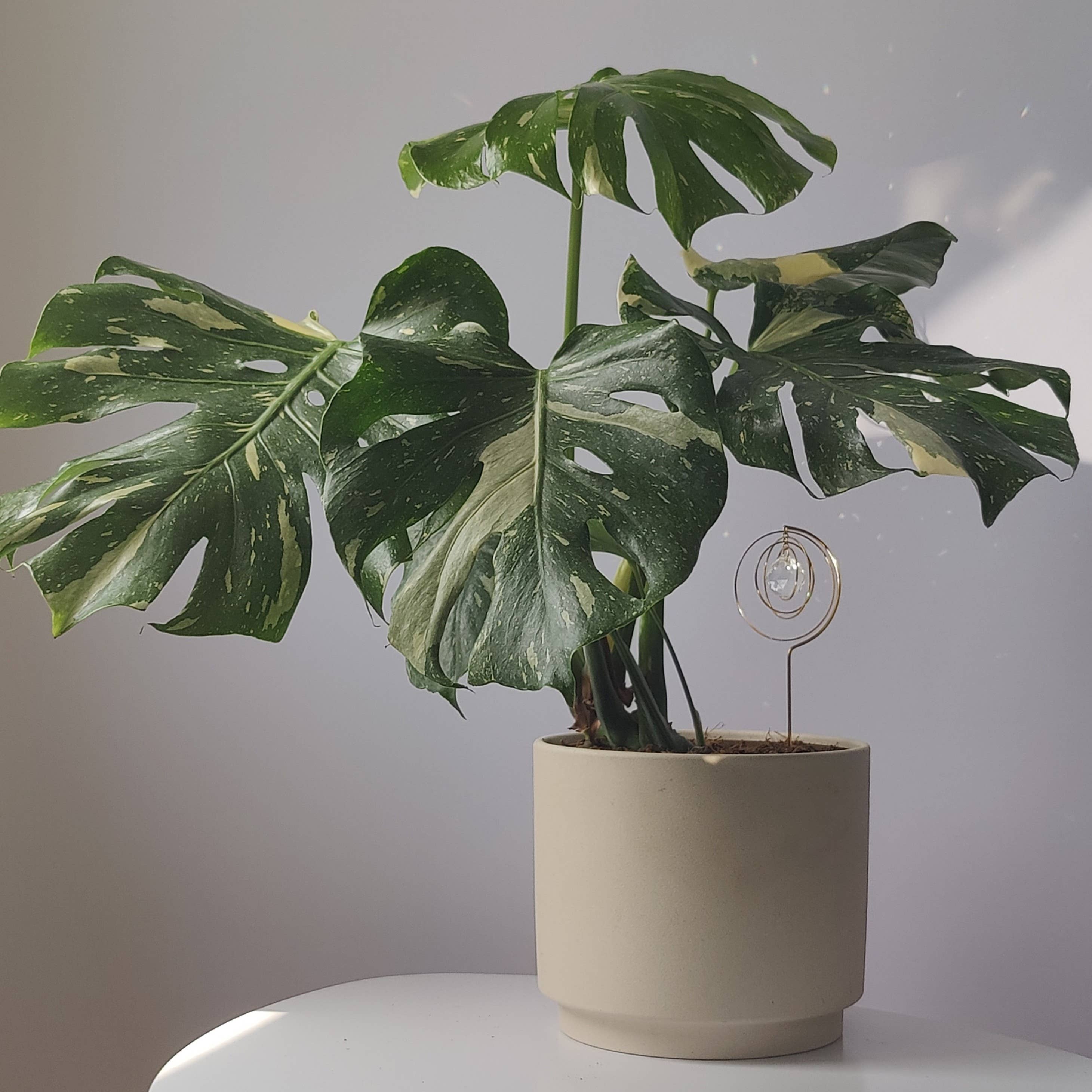 Atelier Intuitive - Wholesale Suncatcher - GALAXY • Brass & Crystal Suncatcher to Plant2