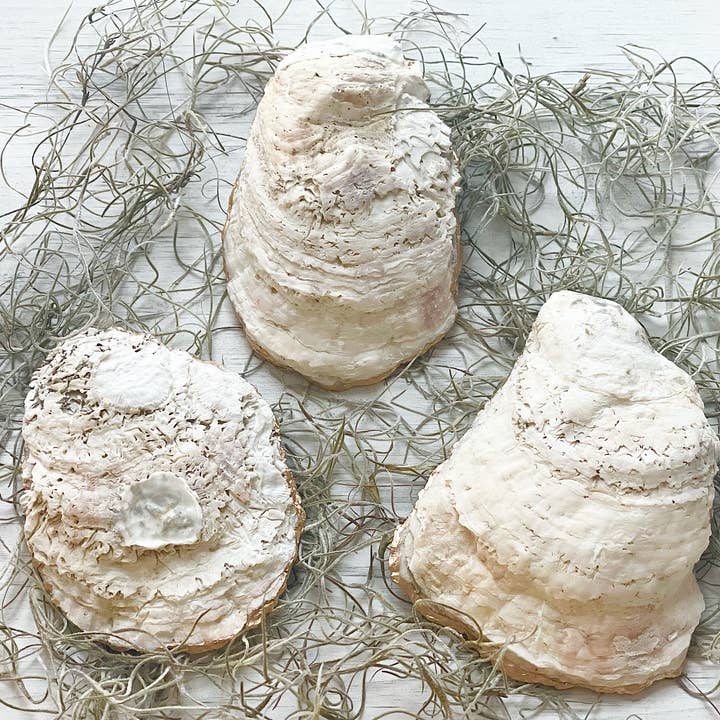 Alison Brooke Designs - Vente Plateaux à bijoux - Plat à huîtres aux champignons noirs et blancs2