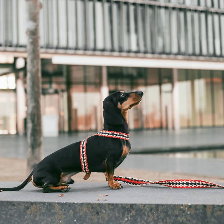 Buddys dogwear - Vendita all'ingrosso Pettorina - Cani - Pettorina regolabile per cani con motivo freccia peruviana rossa4