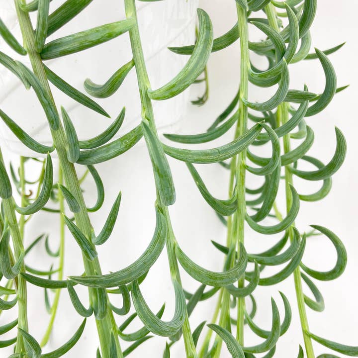 Bumble Plants - Wholesale Live Plant - String of Fish Hooks10
