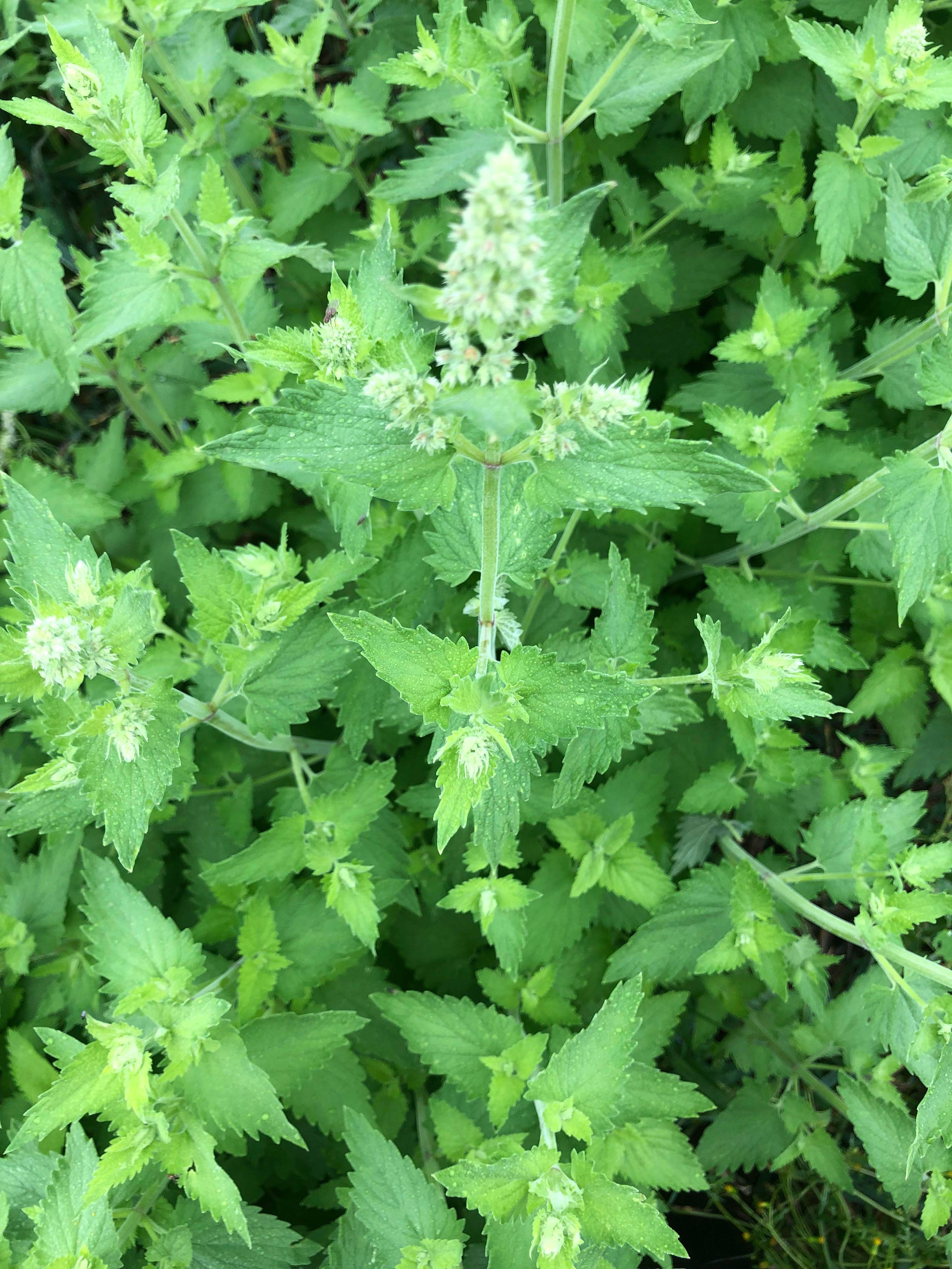 La Ferme Saint-Sylvain - Wholesale Health/Detox Tea - Spicy Nettle - Organic Herbal Tea1