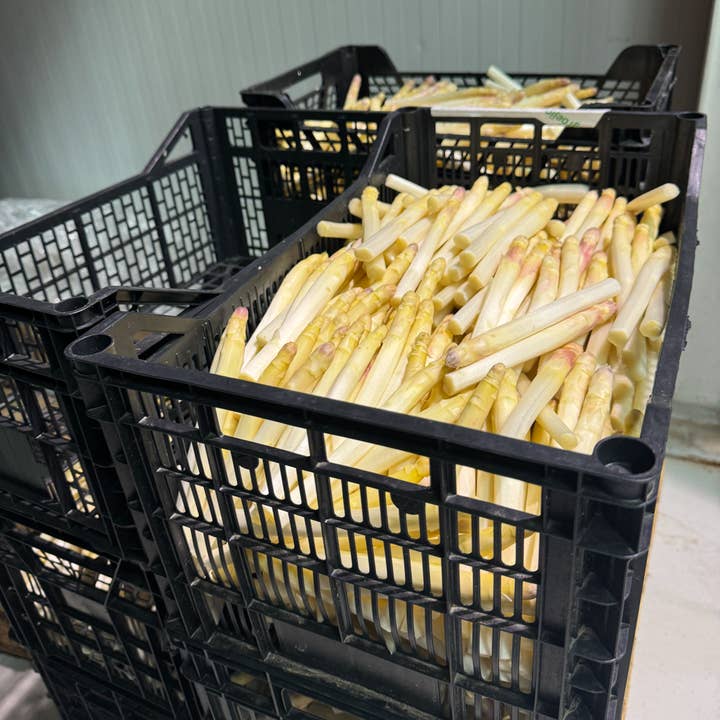 Frugitiva - Wholesale Preserves - Extra asparagus tips9