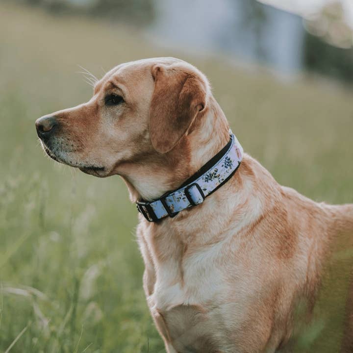 Stylish Hound - Wholesale Pet collar – Dog - Evergreen Martingale Training Collar2