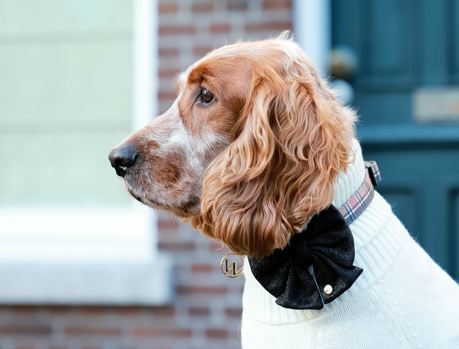 Woofs & Co – coleira - Cão por atacado – Coleira Tartan Bege Tan da Coleção Woofs & Co5