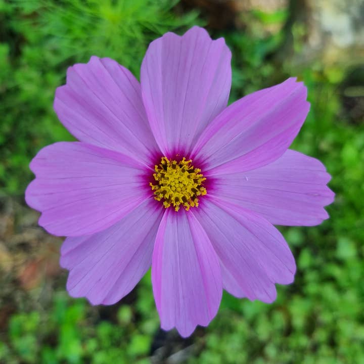 Bee Kind Australia - Wholesale Plant seeds - Breast Cancer Awareness - Pink Cosmos1