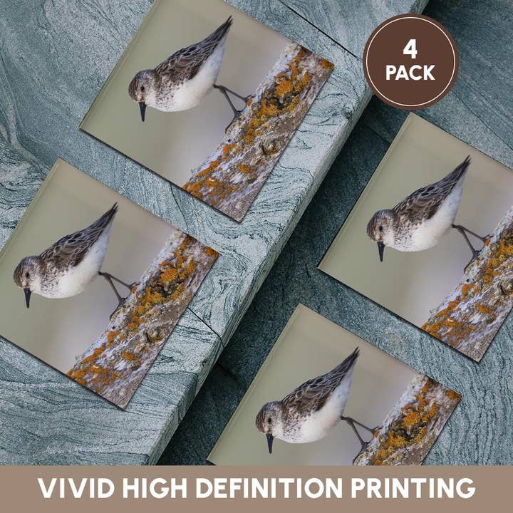 3dRose - Wholesale Coasters - 3dRose, Semipalmated sandpiper, Coaster5