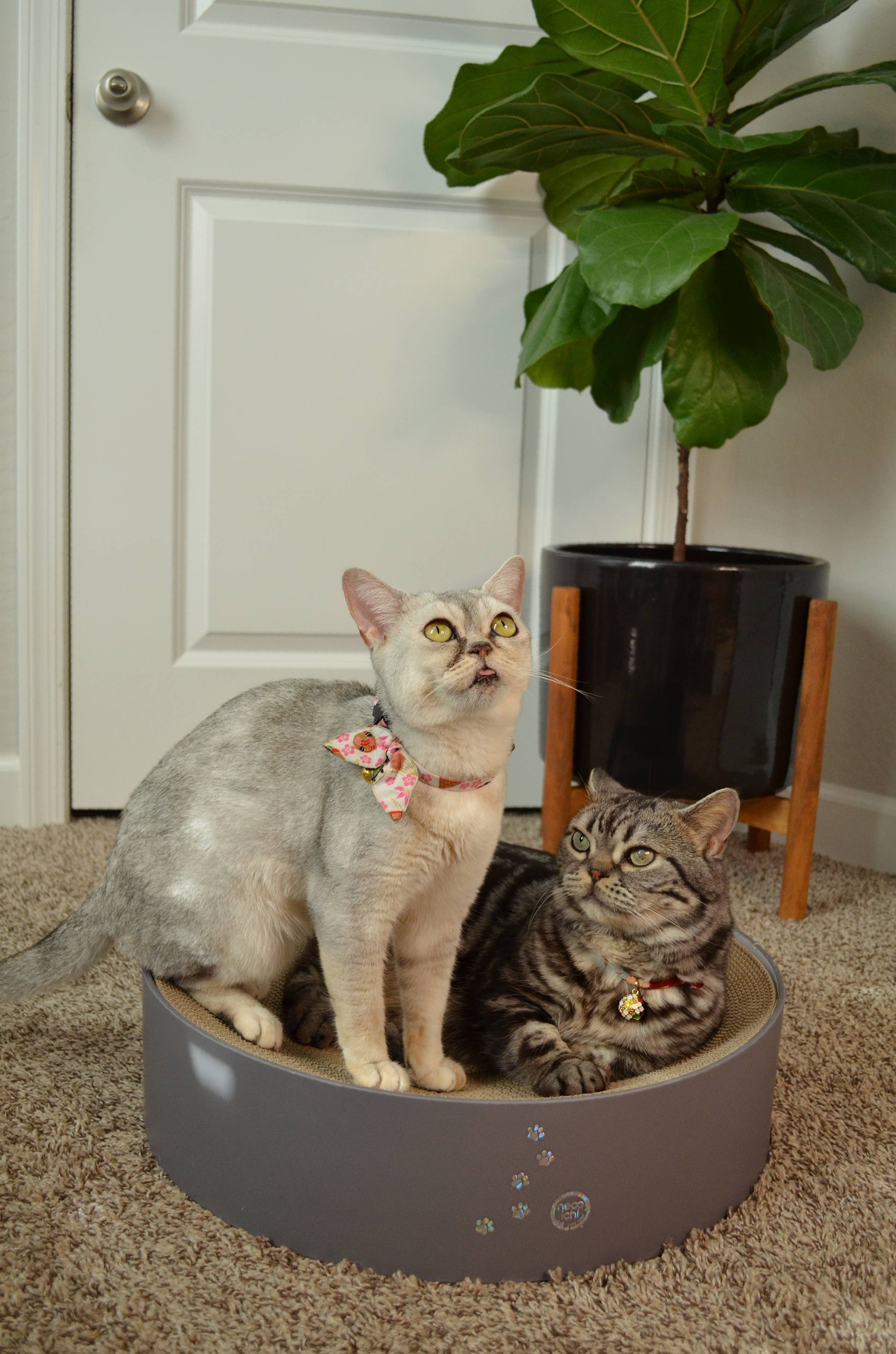 MOON-X USA, INC. – Großhandel Haustier-Kratzfläche – Katze – Cozy Cat Scratcher Napf XL (Hologramm Grau)6