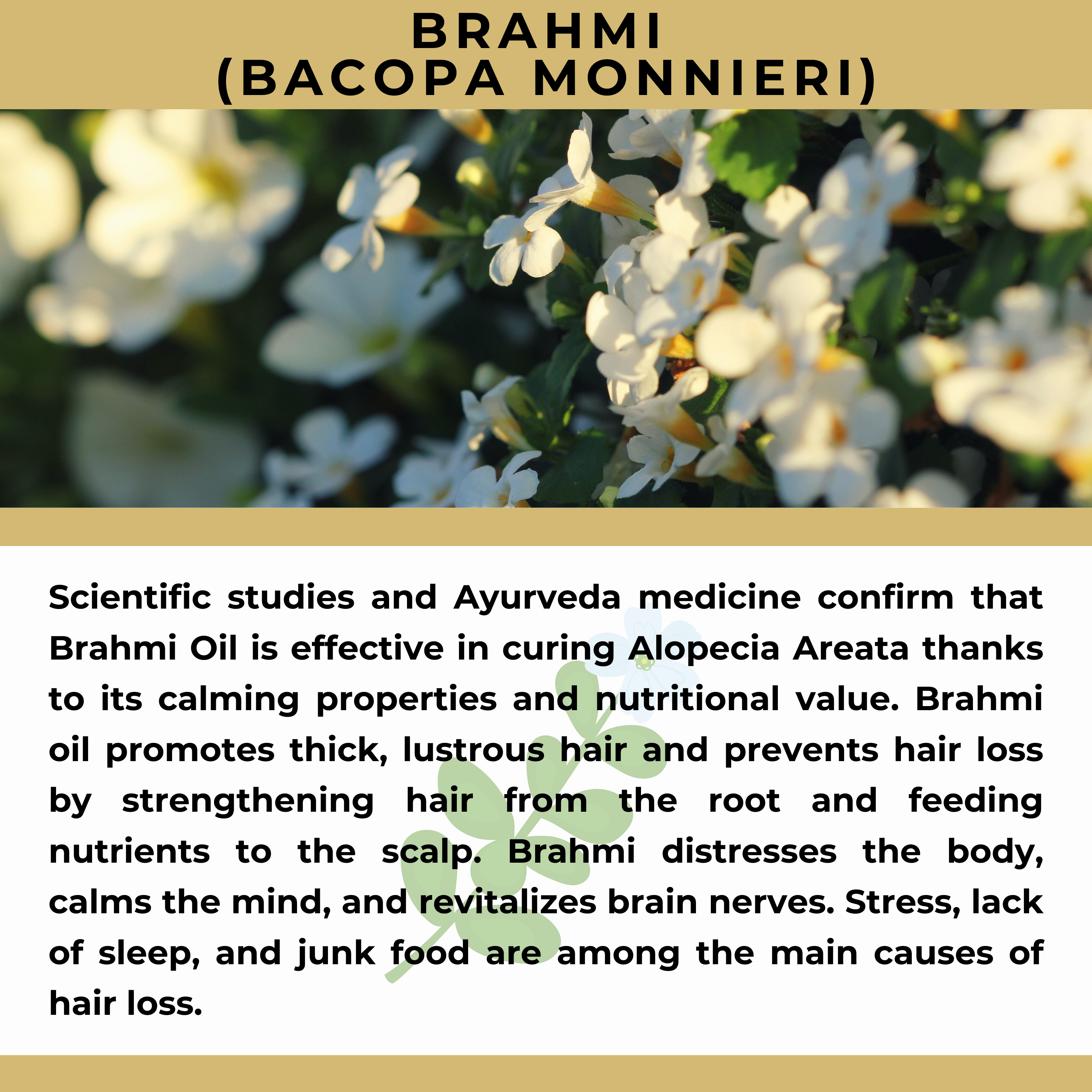 The Sacred Essence - Wholesale Hair Serum - MANA Ayurveda Hair Restoration Serum - Hair Superpower23