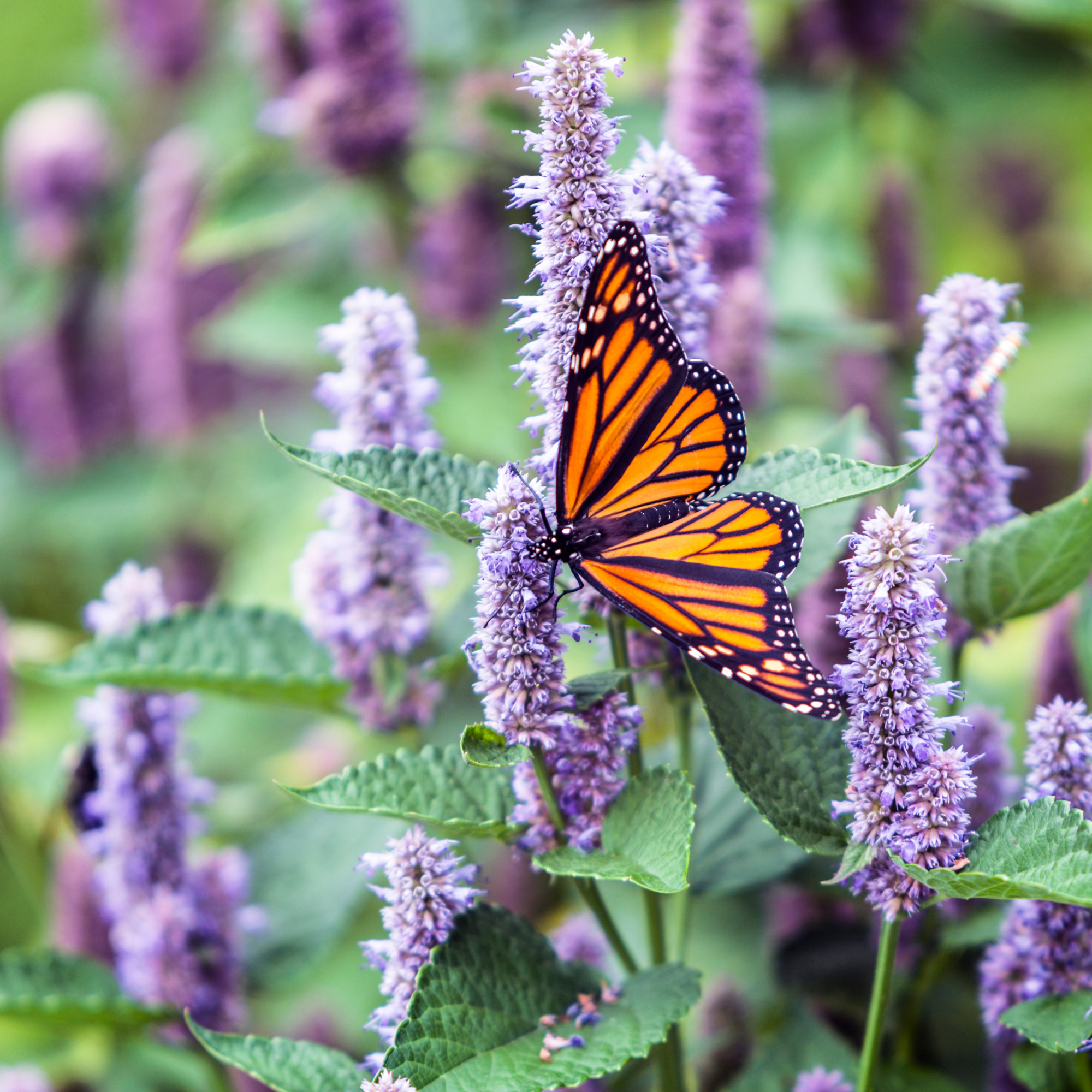 Sow the Magic - Wholesale Plant Seeds - Lavender Hyssop Lovers Tarot Seed Packet1