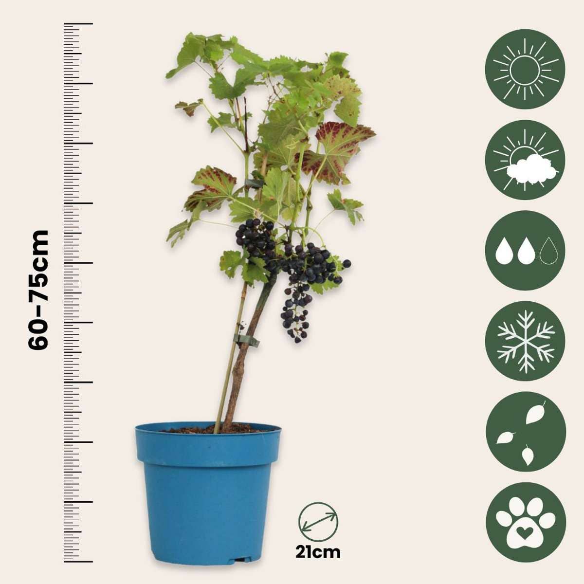 Oasis of Life - Wholesale Live Plant - Grape Vine – Vitis Vinifera ‘Nero’ – Height 60–75cm – Ø21cm – Red Grape with Sweet Fruits – Self-pollinating Grape Vine for Garden & Terrace – Hardy Fruit Plant3