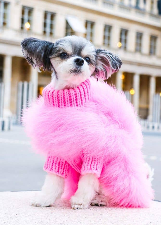pet clothing store