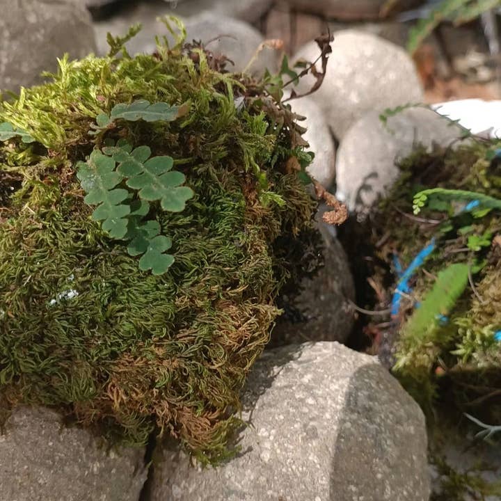 Moss wholesale - Wholesale Retailer Display - Home & Living - Hypertufa kokedama moss-ball with ferns, table centerpiece2