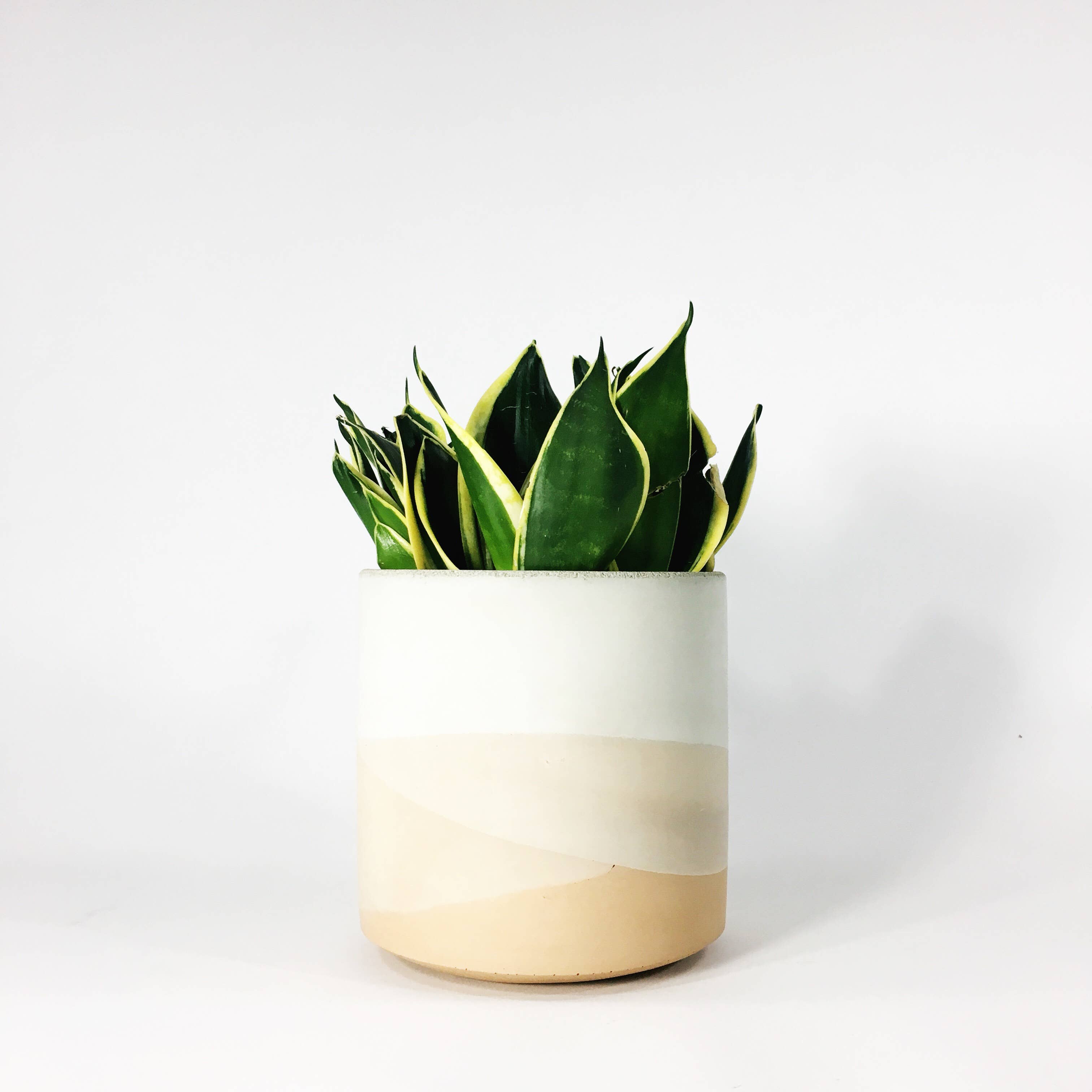 Settlewell - Wholesale Plant Pot - 6" Straight Sided Concrete Pot /  17 Colors14