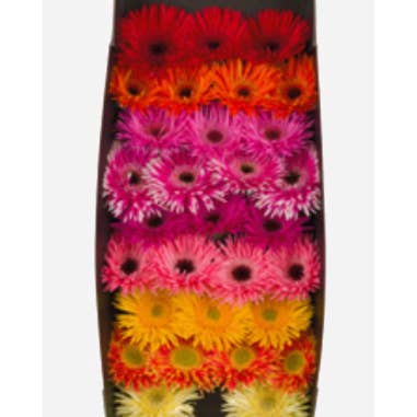 Florasource - Wholesale Fresh Cut Flowers - Gerbera Mini Spider Assorted 80 stems