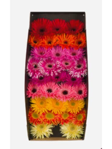 Gerbera Mini Spider Assorted 80 stems for wholesale by Florasource