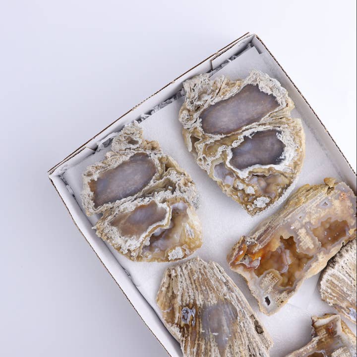 Corallo Agatizzato Piatto per la vendita all'ingrosso da parte di Mi Esperanza Minerals