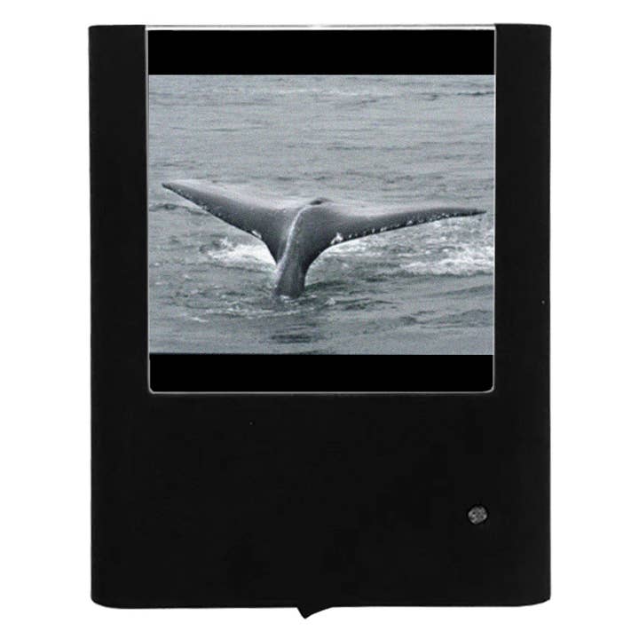 Graveret hvalhale for engroshandel hos Nightlight Studio