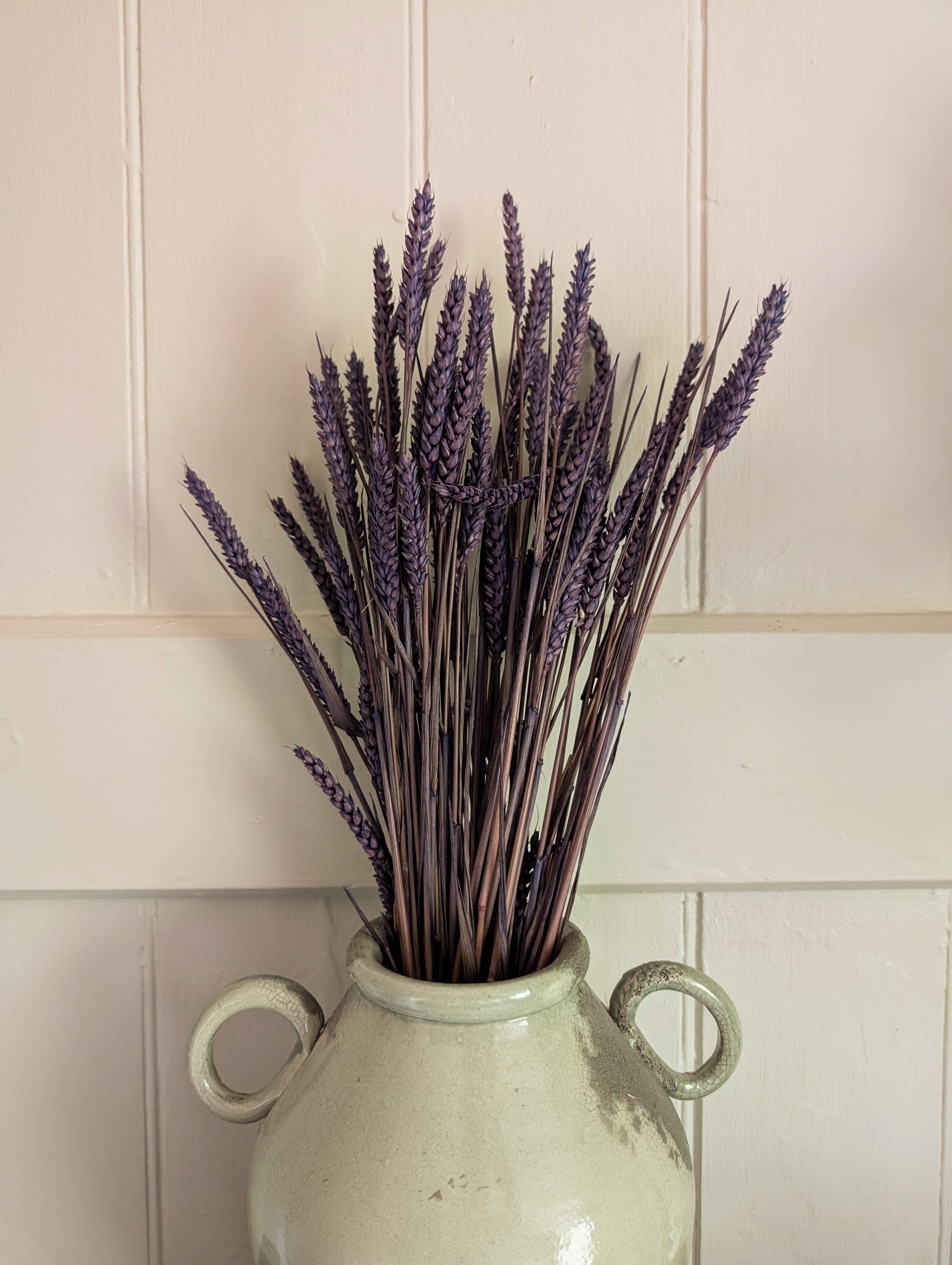 Banksia Botanicals - Wholesale Dried/Pressed Flowers - Purple Triticum Wheat 60-70cm 2