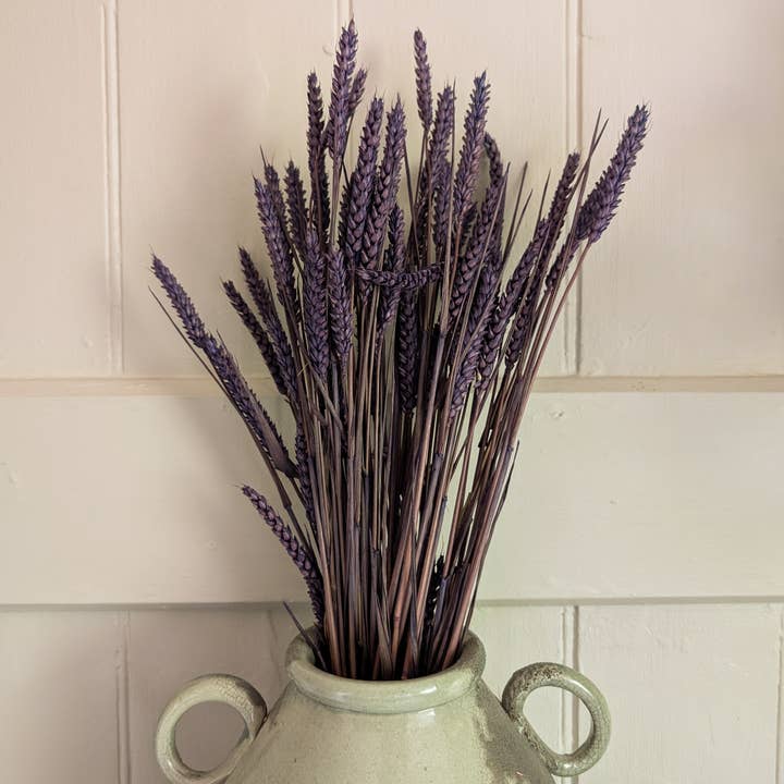 Banksia Botanicals - Wholesale Dried/Pressed Flowers - Purple Triticum Wheat 60-70cm 2