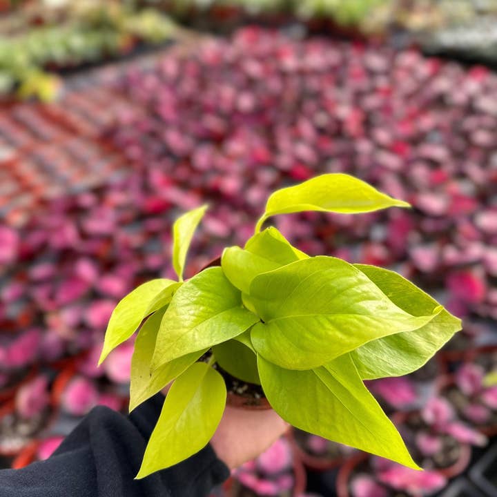 MyPlants LLC - Wholesale Live Plant - Neon Pothos - Epipremnum Pinnatum - 4" from MyPlants