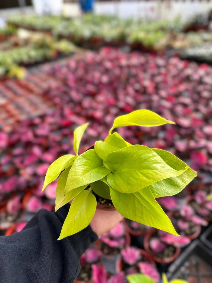 Neon Pothos - Epipremnum Pinnatum - 4" from MyPlants for wholesale by MyPlants LLC