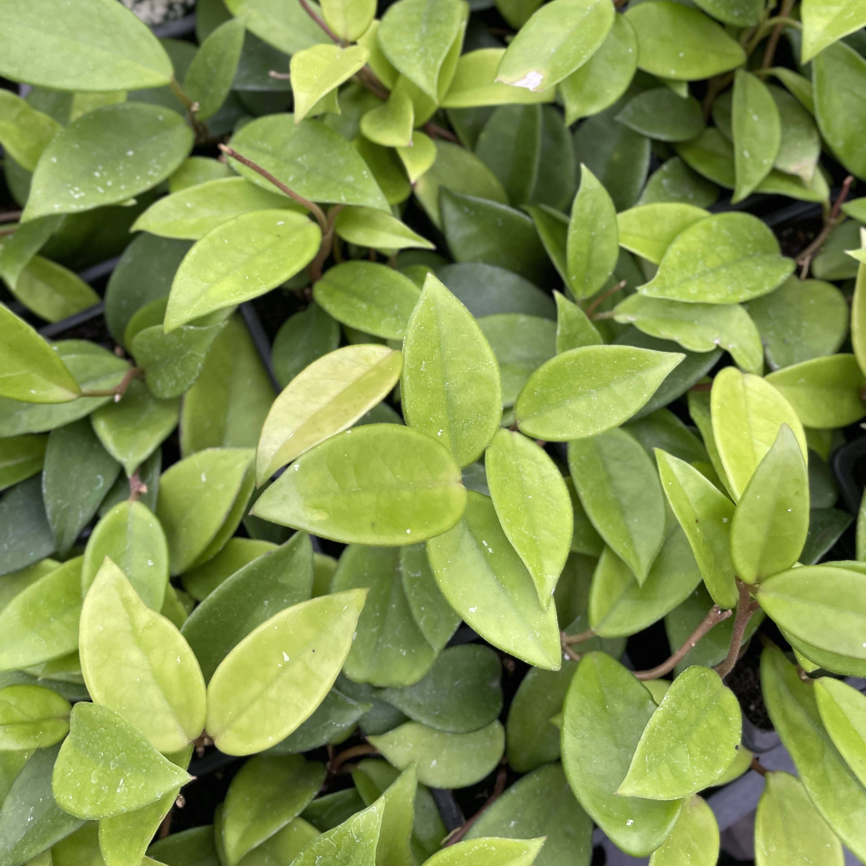 Thorsen's Greenhouse - Wholesale Live Plant - Hoya Carnosa - Wax Plant - Live Plant2