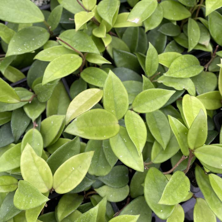 Thorsen's Greenhouse - Wholesale Live Plant - Hoya Carnosa - Wax Plant - Live Plant2