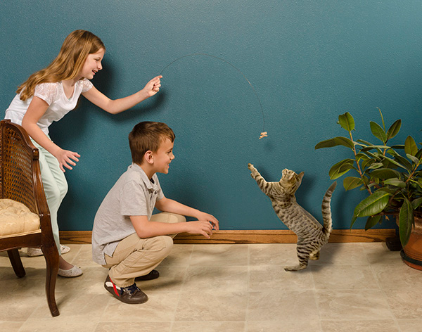 Cat Dancer Products, Inc. – wholesale Pet toy – Cat – Cat Dancer Interactive Cat Toy3