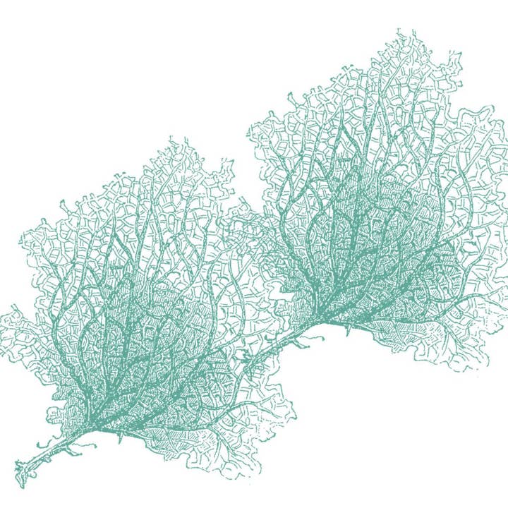 Leques-do-mar Aqua por atacado de Bien Ecrit