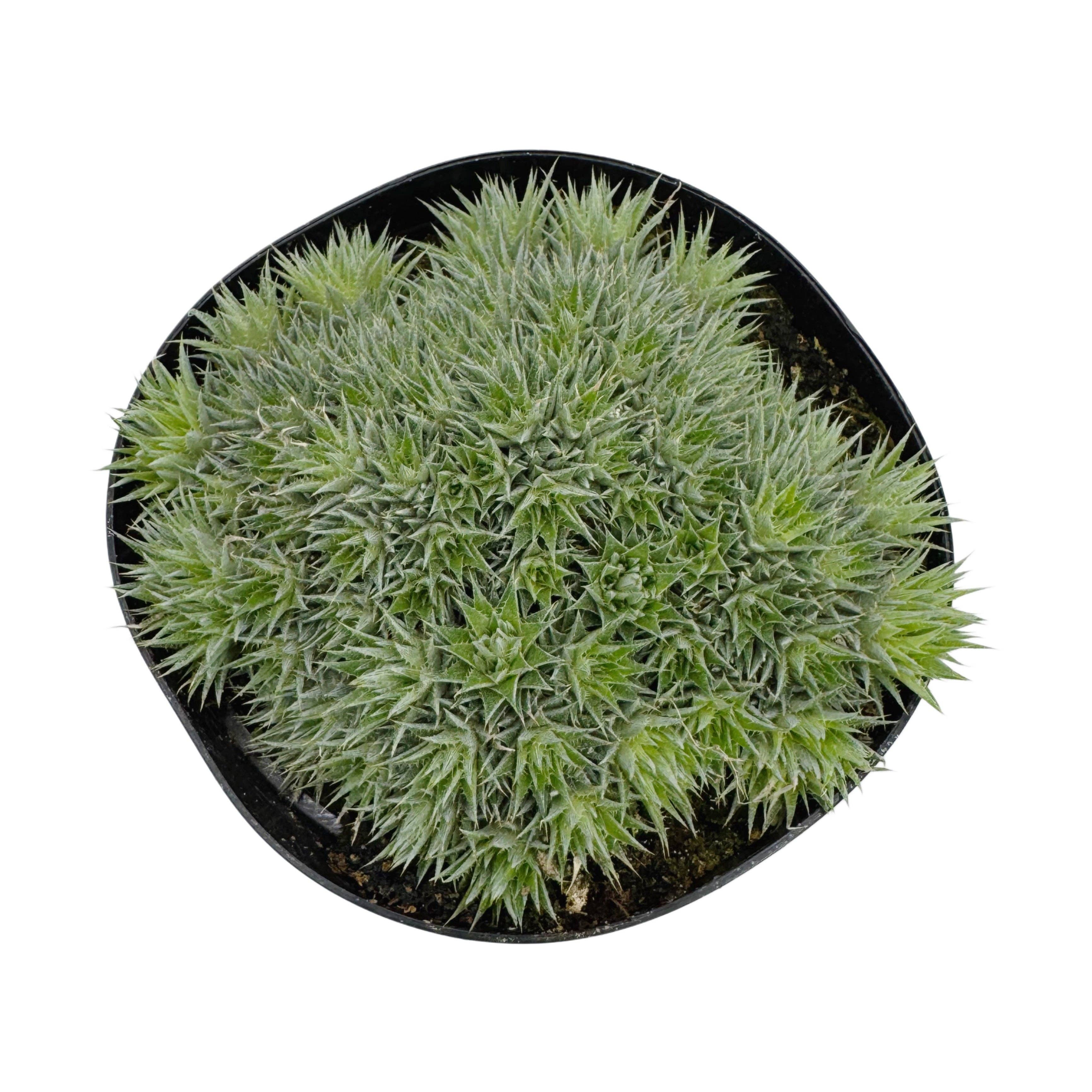 Succulent Wholesale - Wholesale Live Plant - Deuterocohnia brevifolia | 6 inch | Argentine Ball0