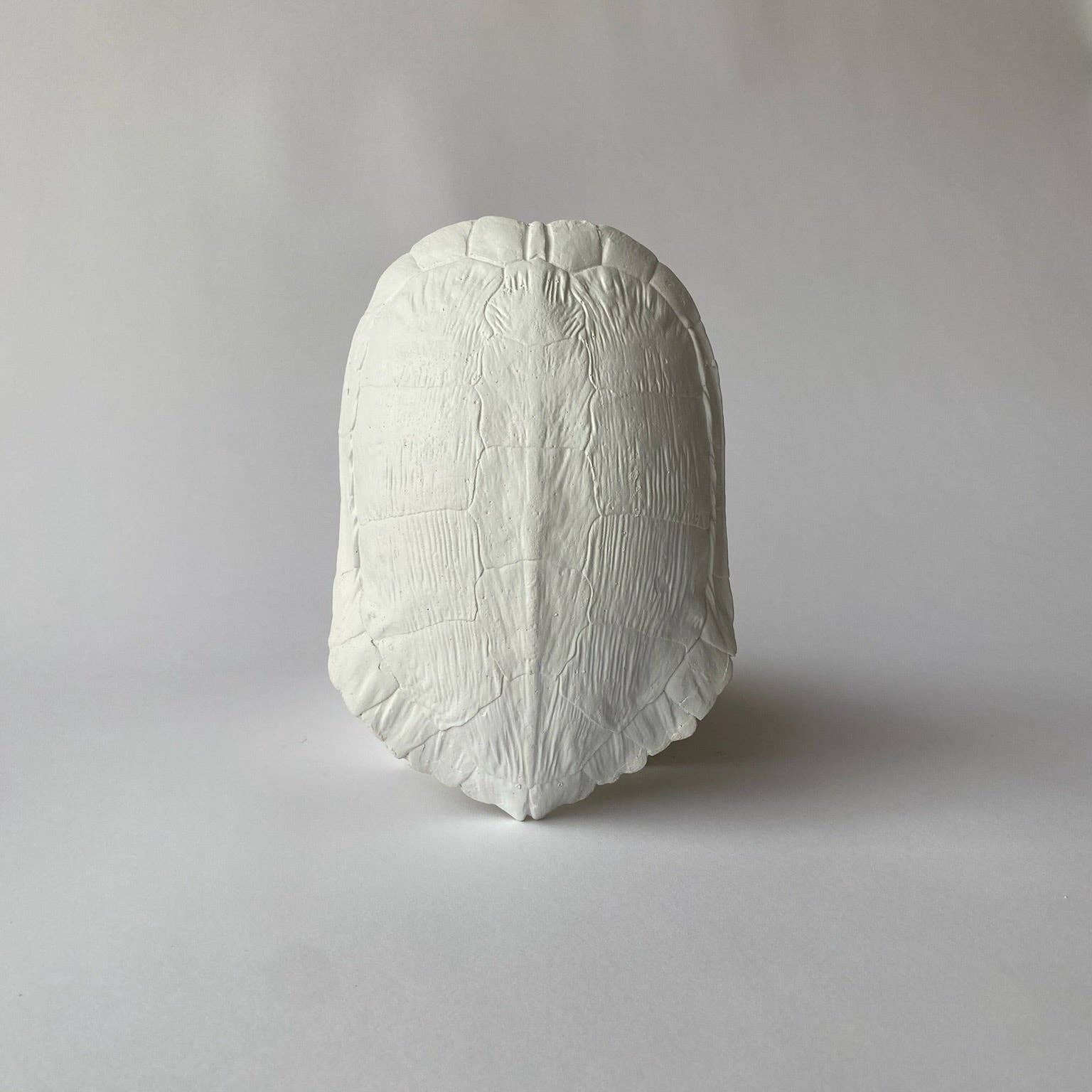 House Parts, Inc. - Wholesale Decorative Tabletop Object - Map Turtle Shell