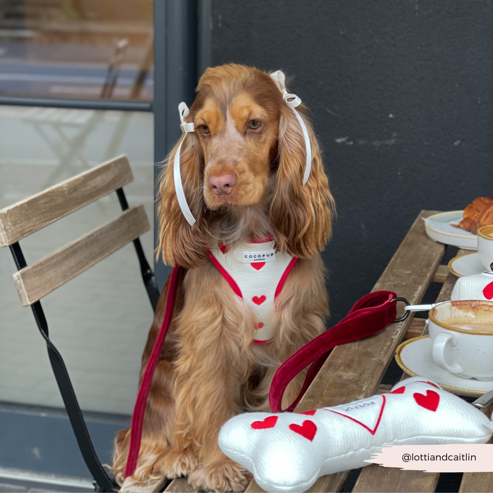 Cocopup London - Wholesale Pet Harness - Dog - Hugs & Knitted Adjustable Neck Harness6