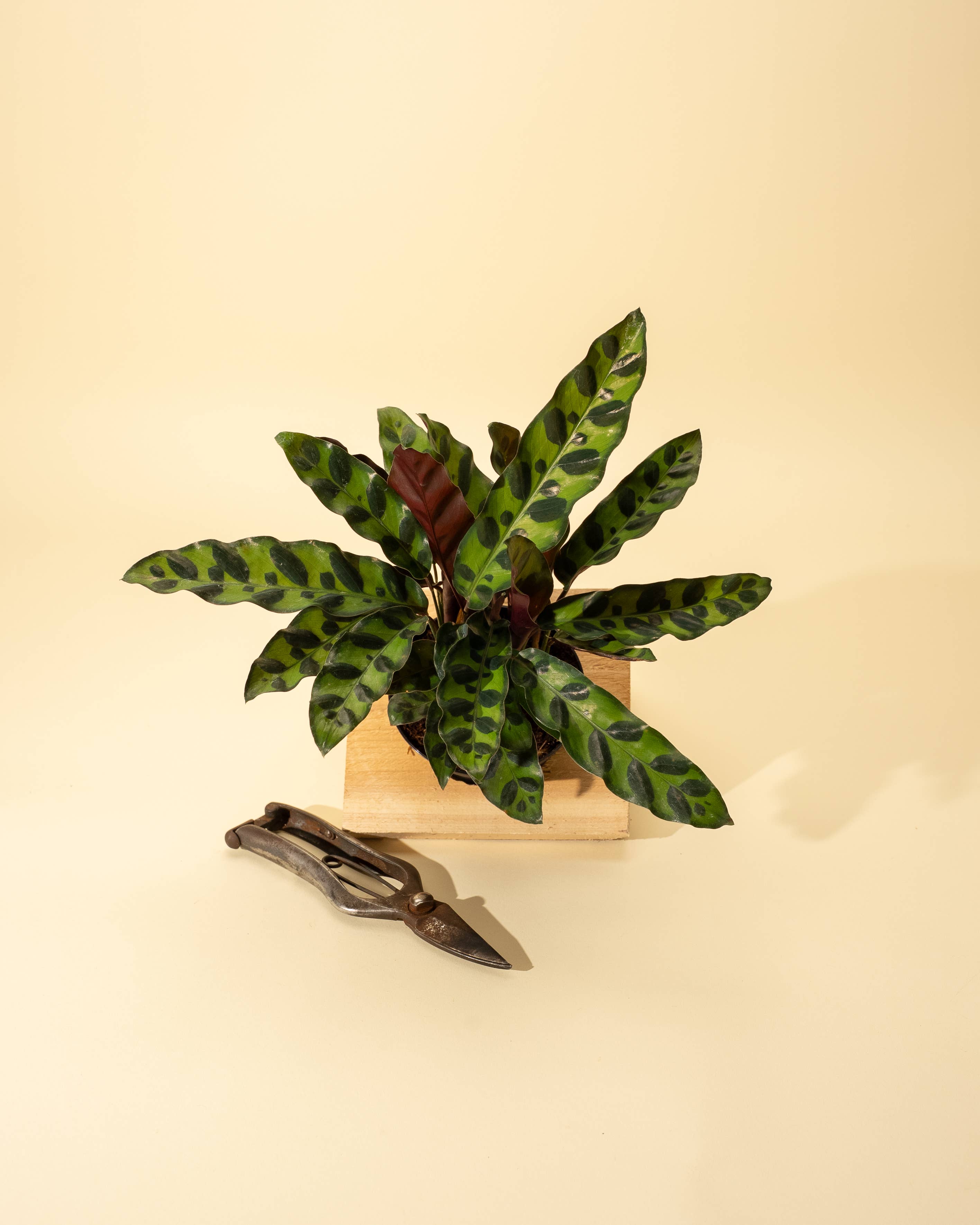 BWH Plant Co - Wholesale Live Plant - 4" Calathea Lancifolia 'Rattlesnake'