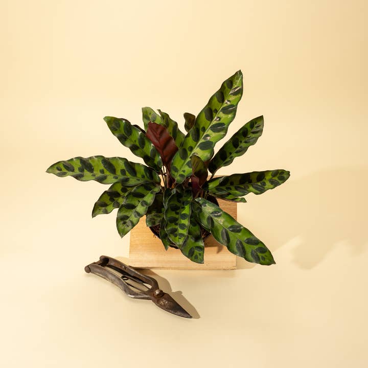 BWH Plant Co - Wholesale Live Plant - 4" Calathea Lancifolia 'Rattlesnake'