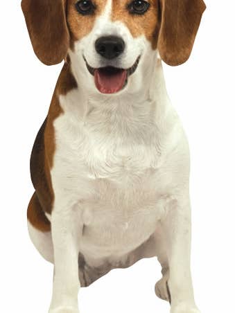 Beagle Blank Diecut Card for wholesale by Paper House Productions