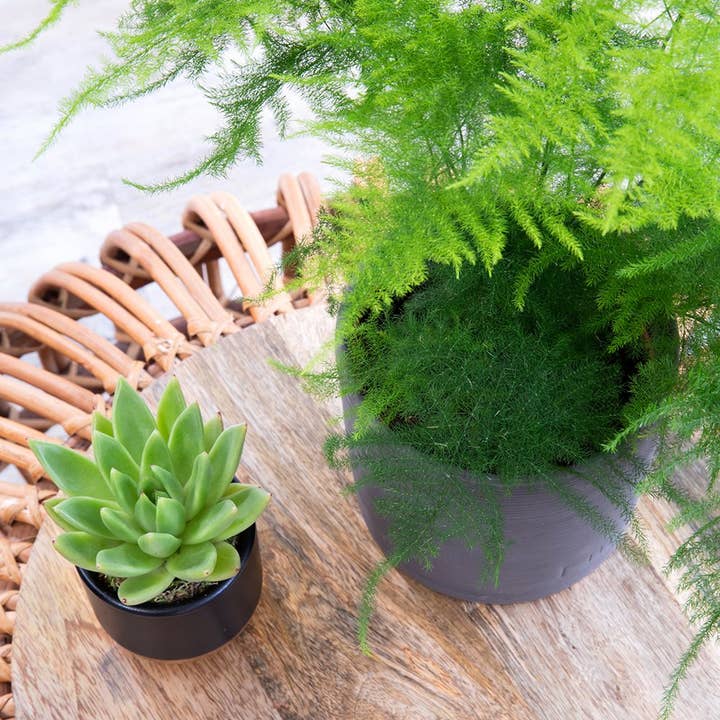 The Little Botanical – wholesale Live plant – British Grown Asparagus Fern2