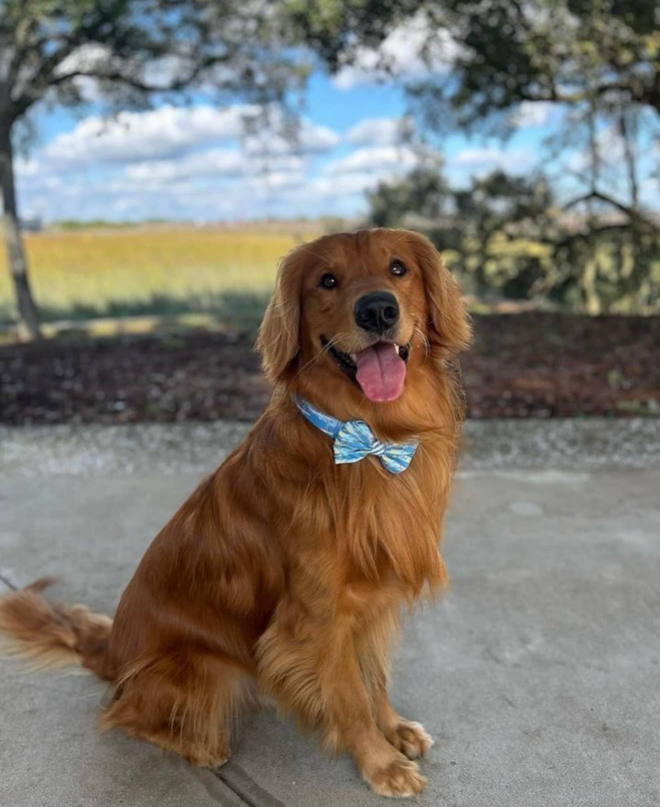 Covey Collection - Wholesale Pet Collar - Dog - Ravenel Bridge Dog Collar1