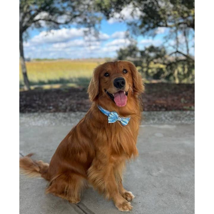 Covey Collection - Wholesale Pet Collar - Dog - Ravenel Bridge Dog Collar1