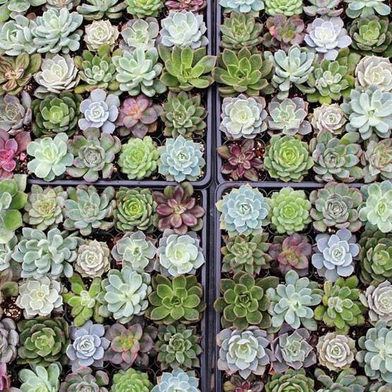 Mountain Crest Gardens - Wholesale Succulent - Echeveria 20-Pack (20 Varieties, 2" Pots)3